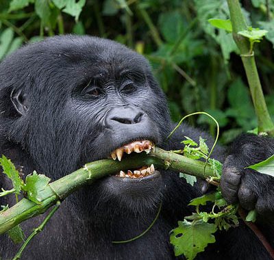 3 Days Uganda Gorilla Tour