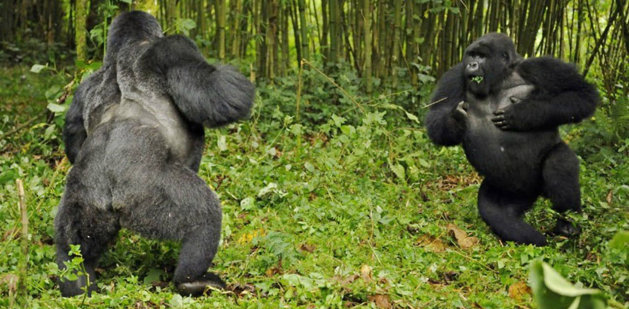 silverback mountain gorilla compared to human