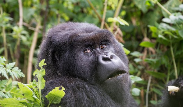 3 Days Uganda Gorilla Trekking