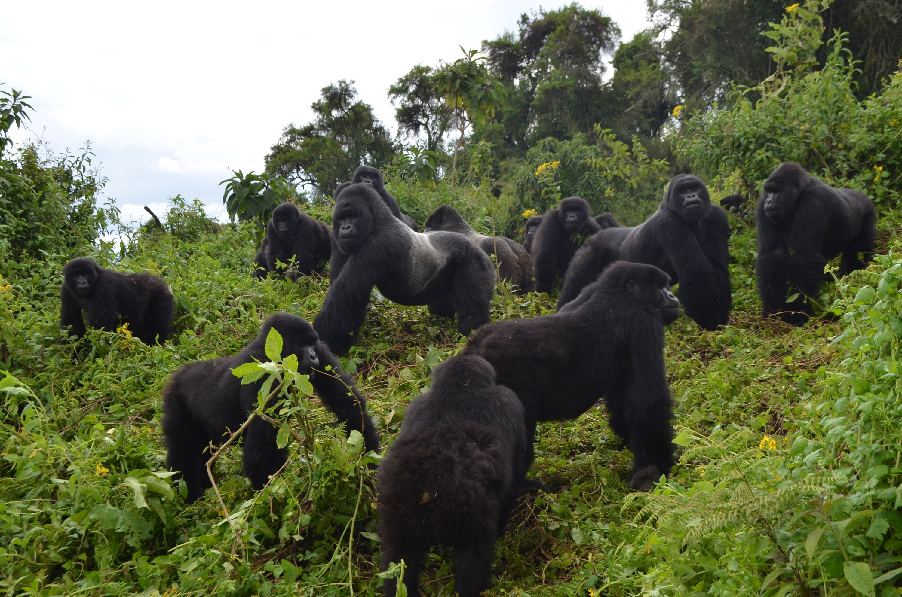 Uganda Gorilla Safaris - Gorilla Safaris in Uganda Bwindi and Mgahinga