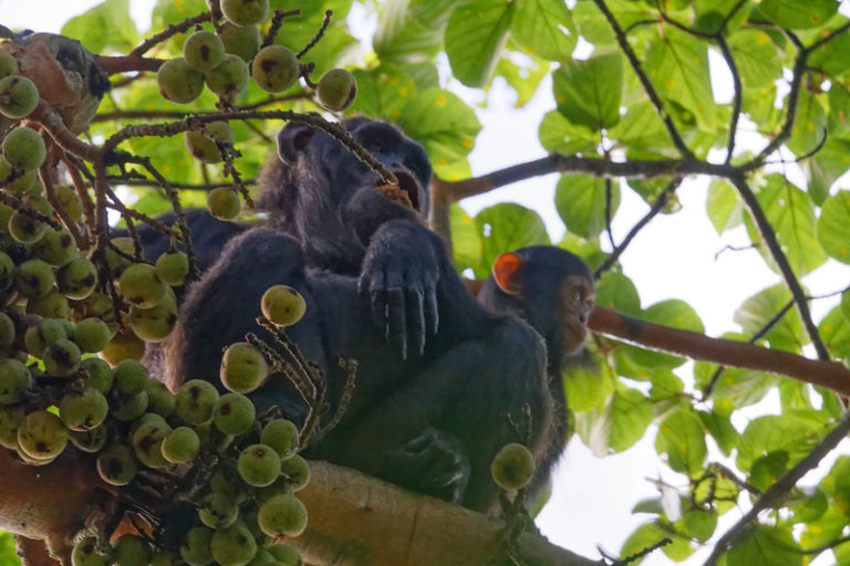 Chimpanzee Habituation In Uganda Gorilla Trekking Uganda 