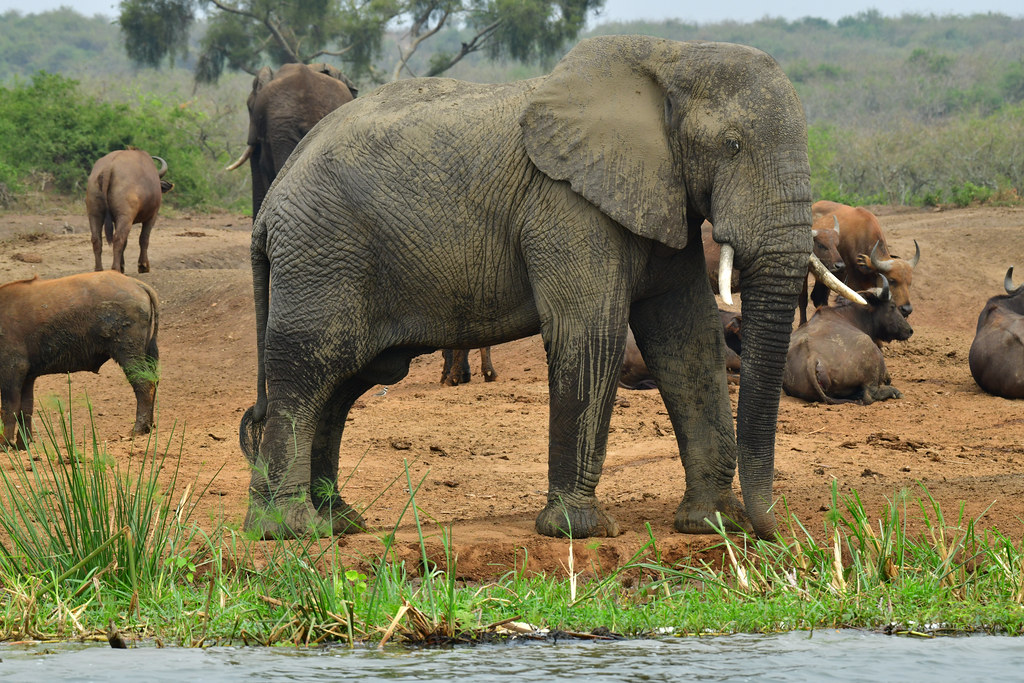 2024 - 2027 Queen Elizabeth National Park: A Jewel of Uganda