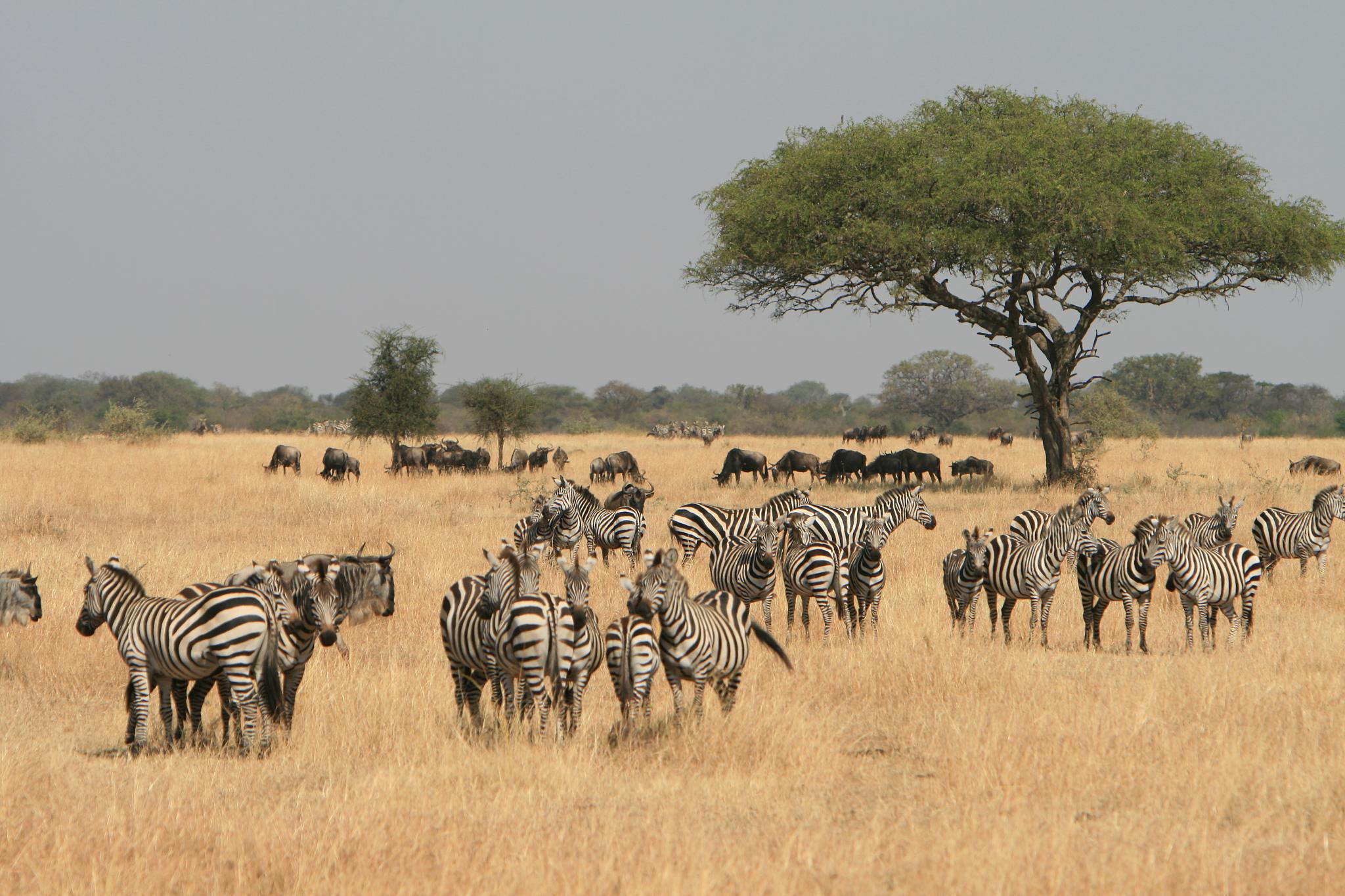 Is Masai Mara in the Serengeti?