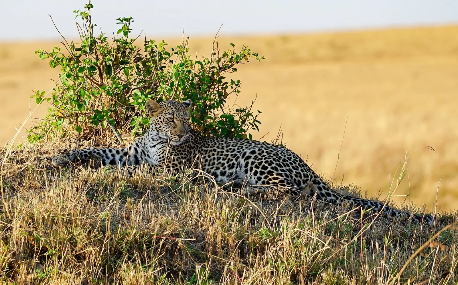 Are there tigers in Masai Mara?