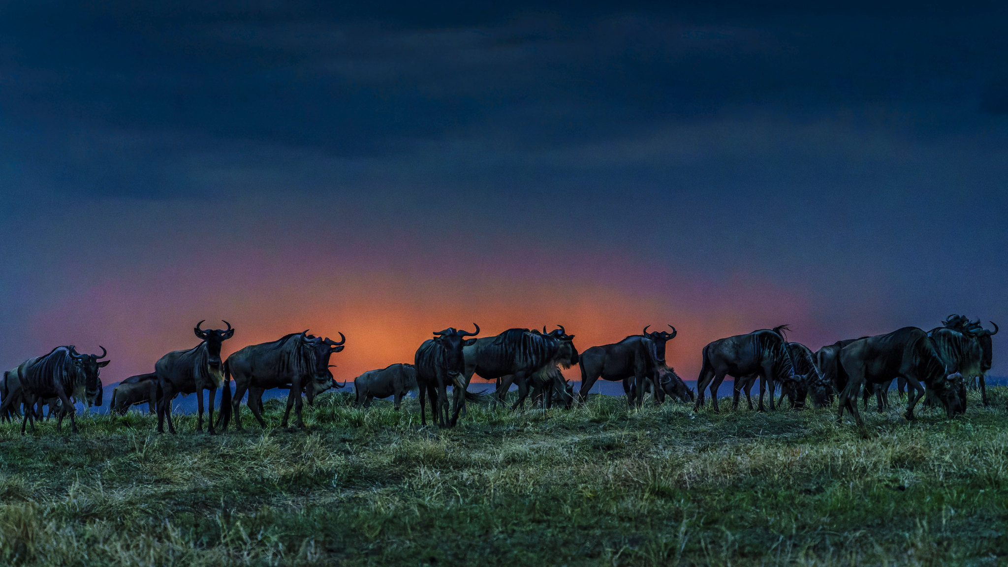 Do wildebeest sleep at night?