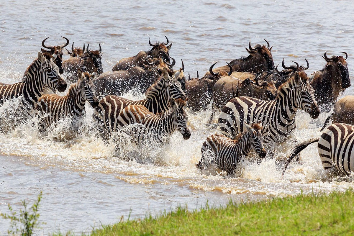 Do zebras and wildebeest mate?