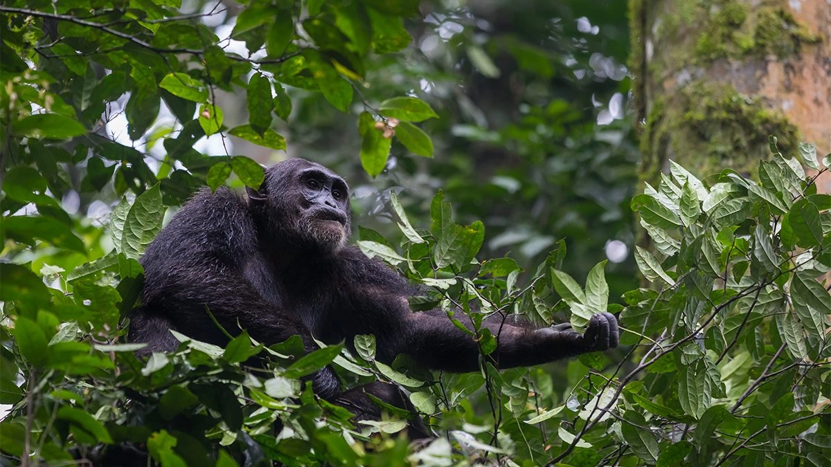 How do I get to Kibale Forest National Park?