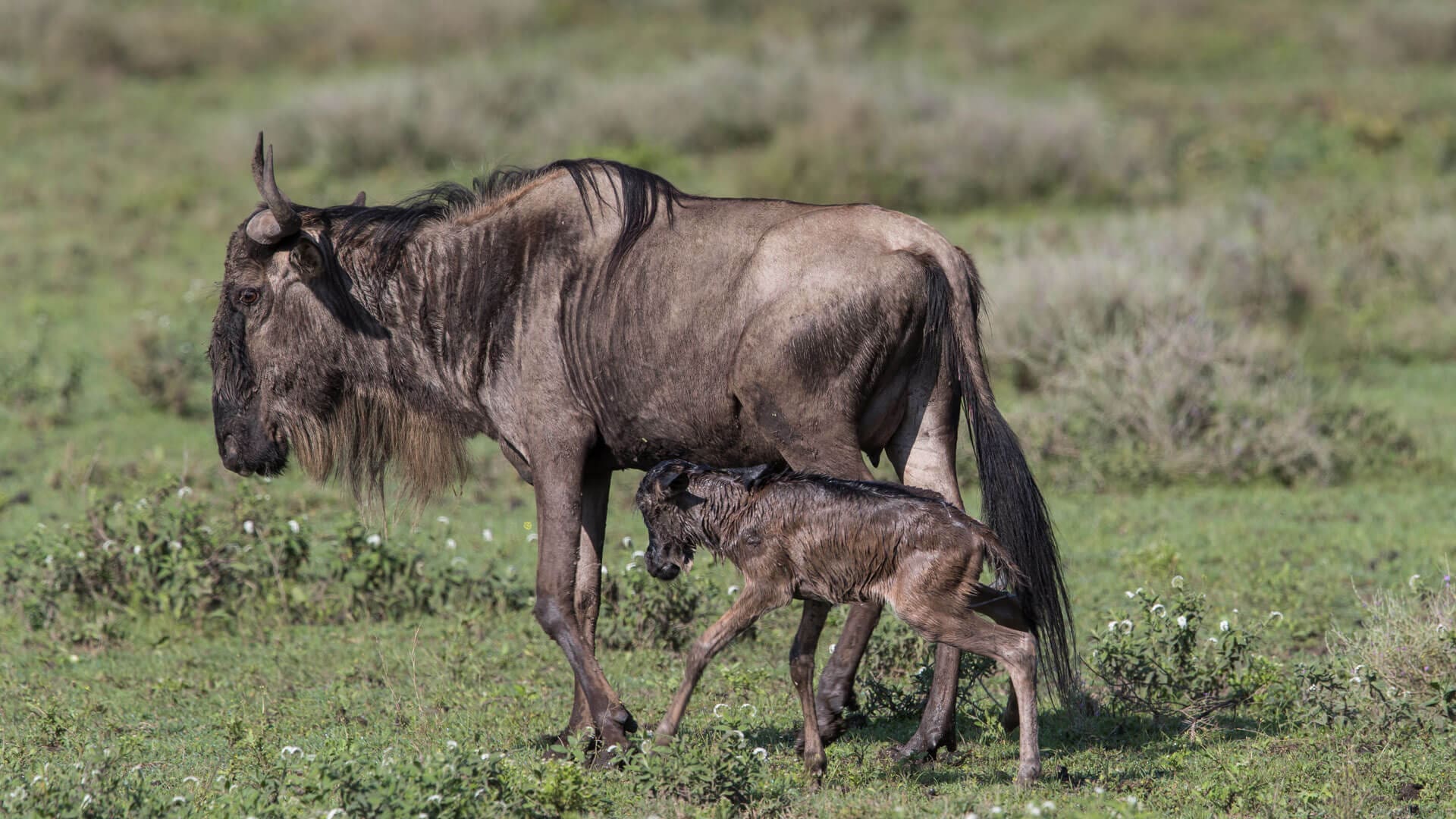 How long are wildebeests pregnant?