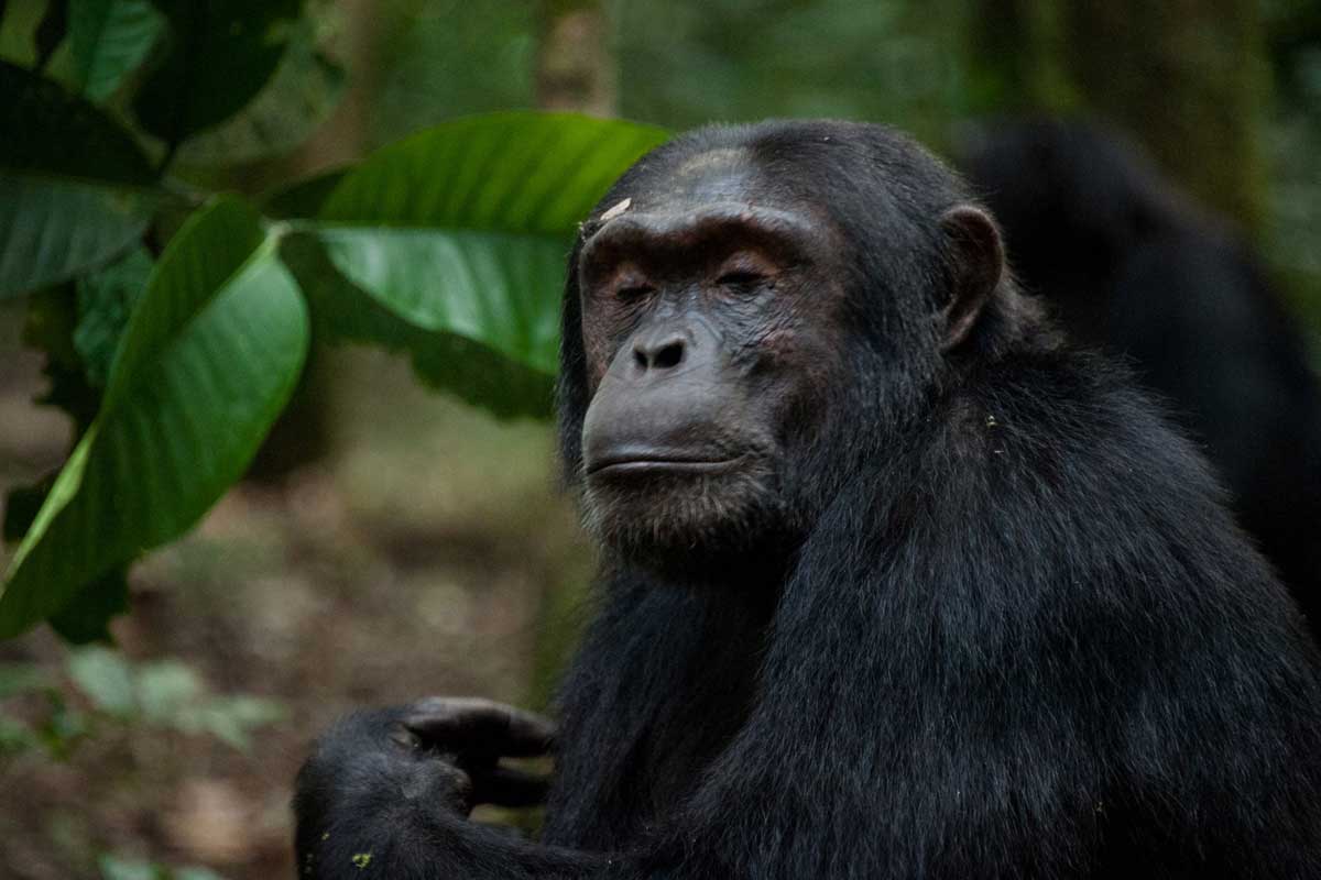 How many chimpanzees are in Kibale forest national Park? 