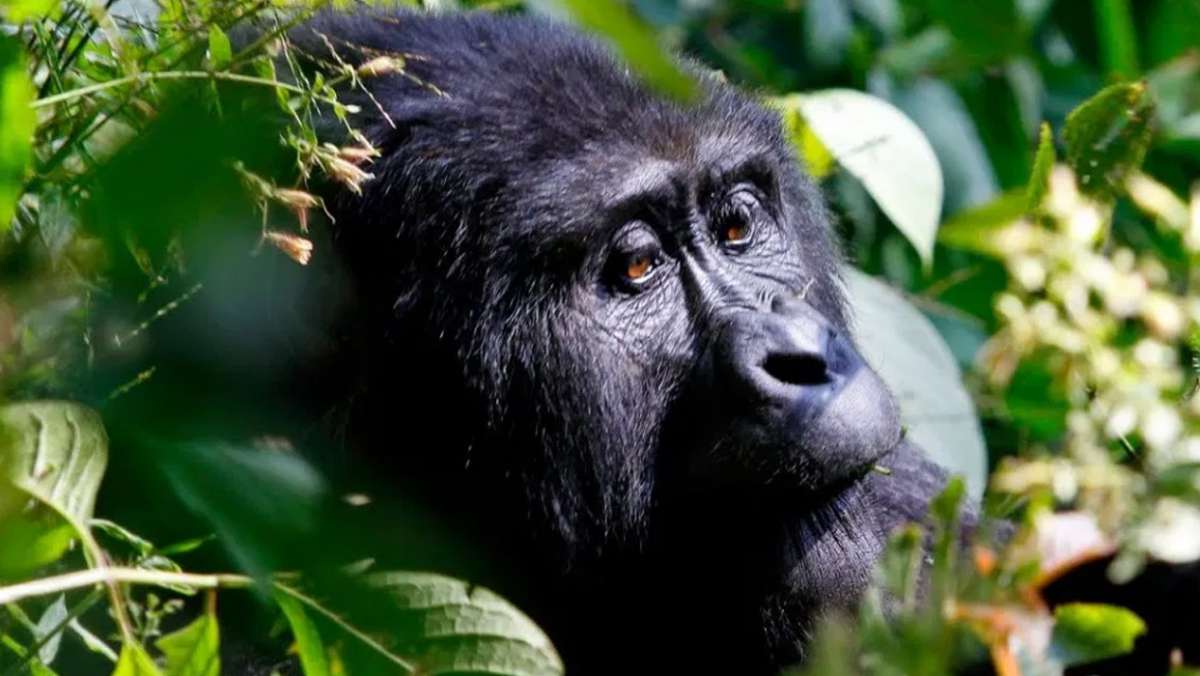 How many gorilla families are in Nkuringo?