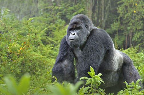 How many gorillas are in Bwindi Forest National Park? 