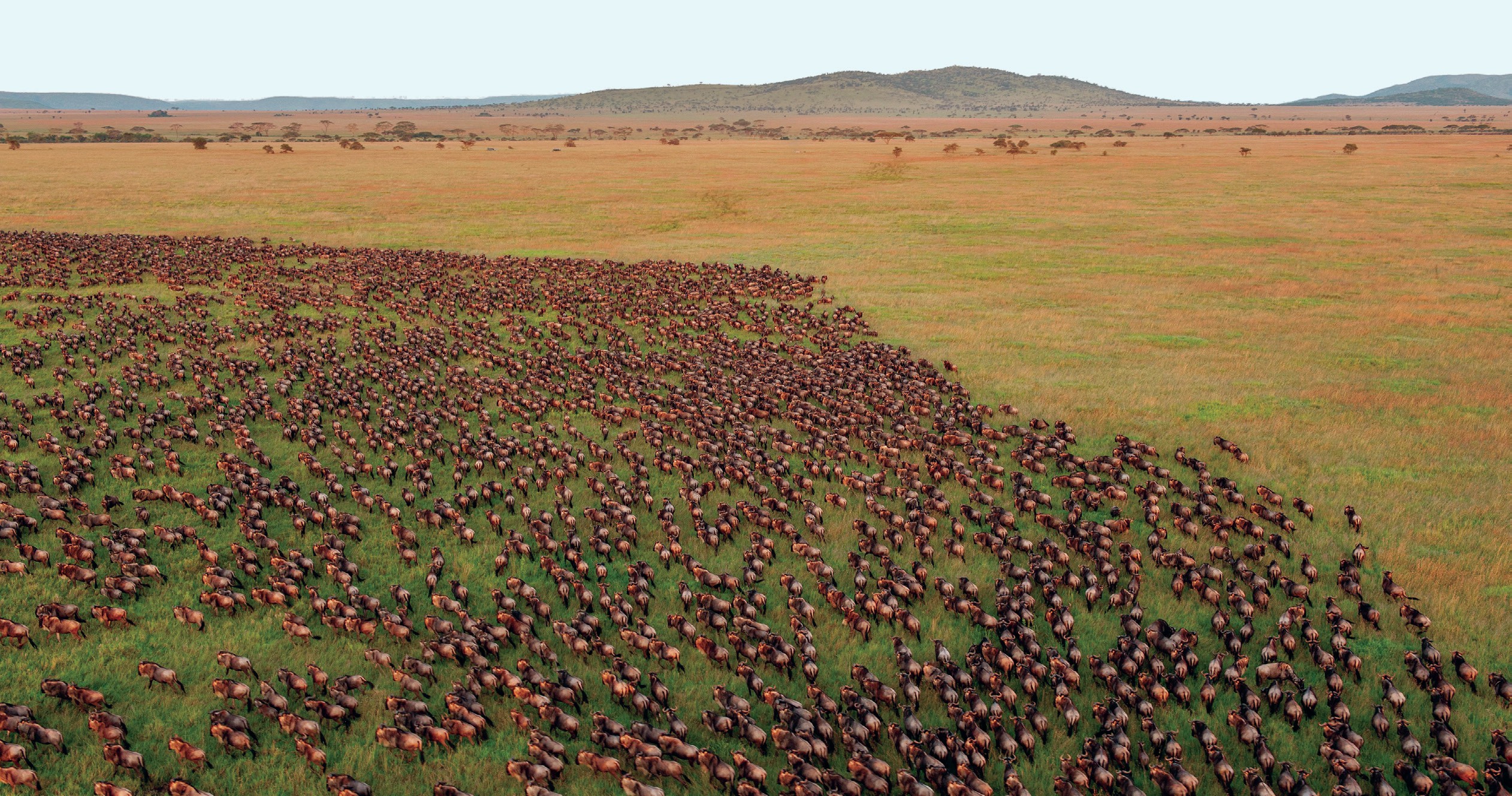 How many wildebeests travel together?