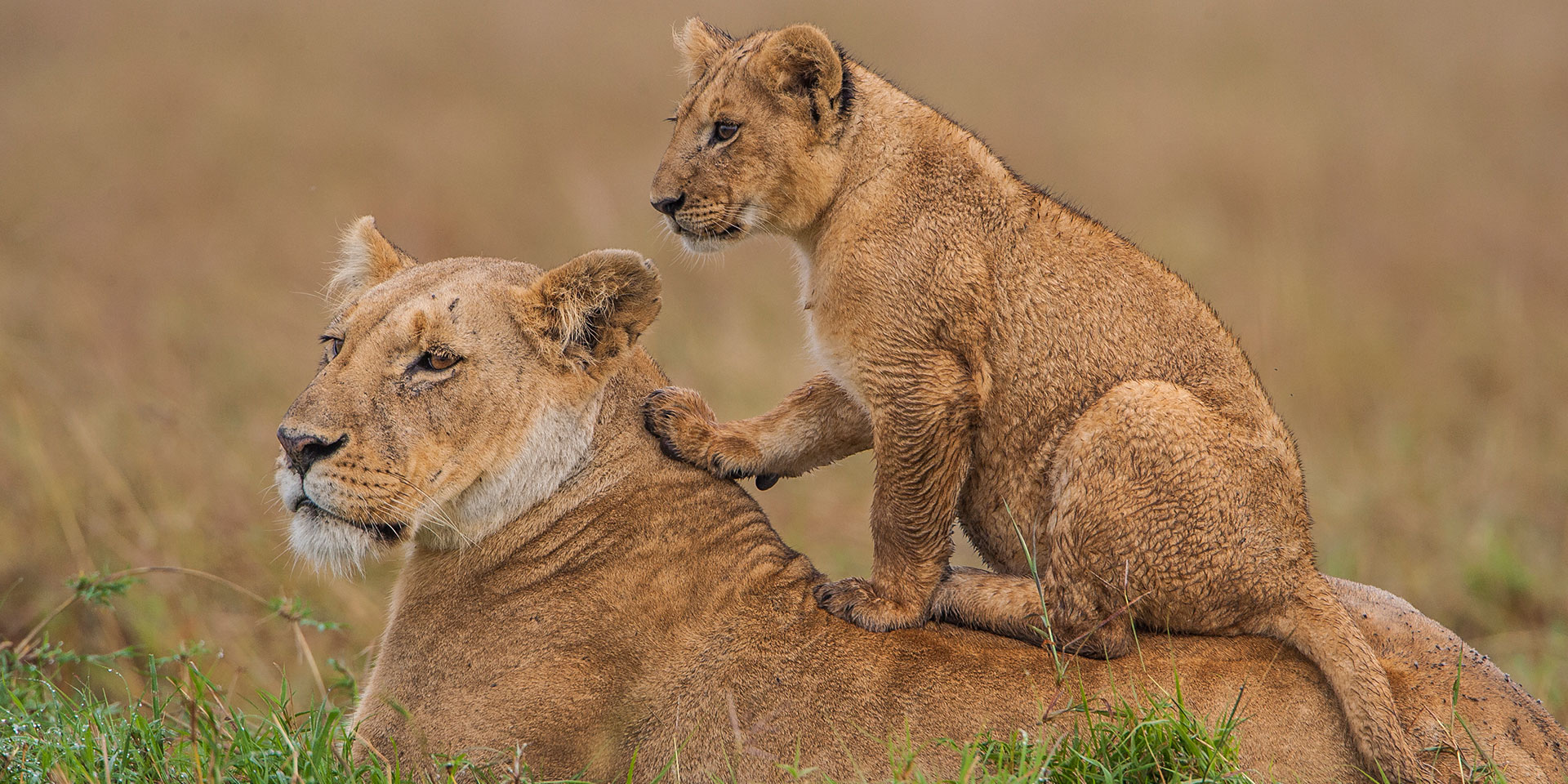 How much does it cost to visit Masai Mara?