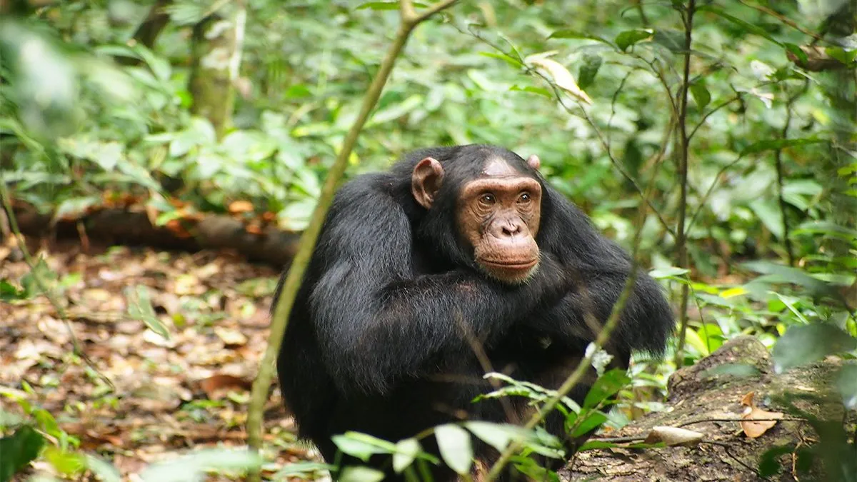 How much is the chimp permit in Kibale?