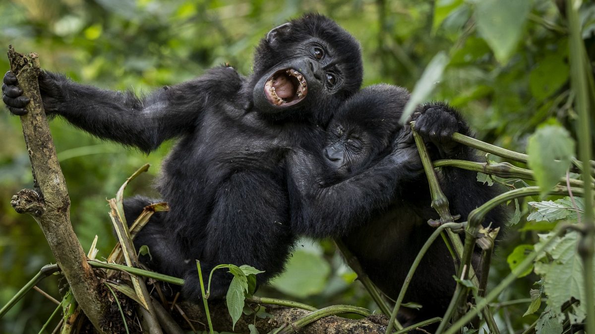 How to reach to Bwindi Impenetrable Forest 