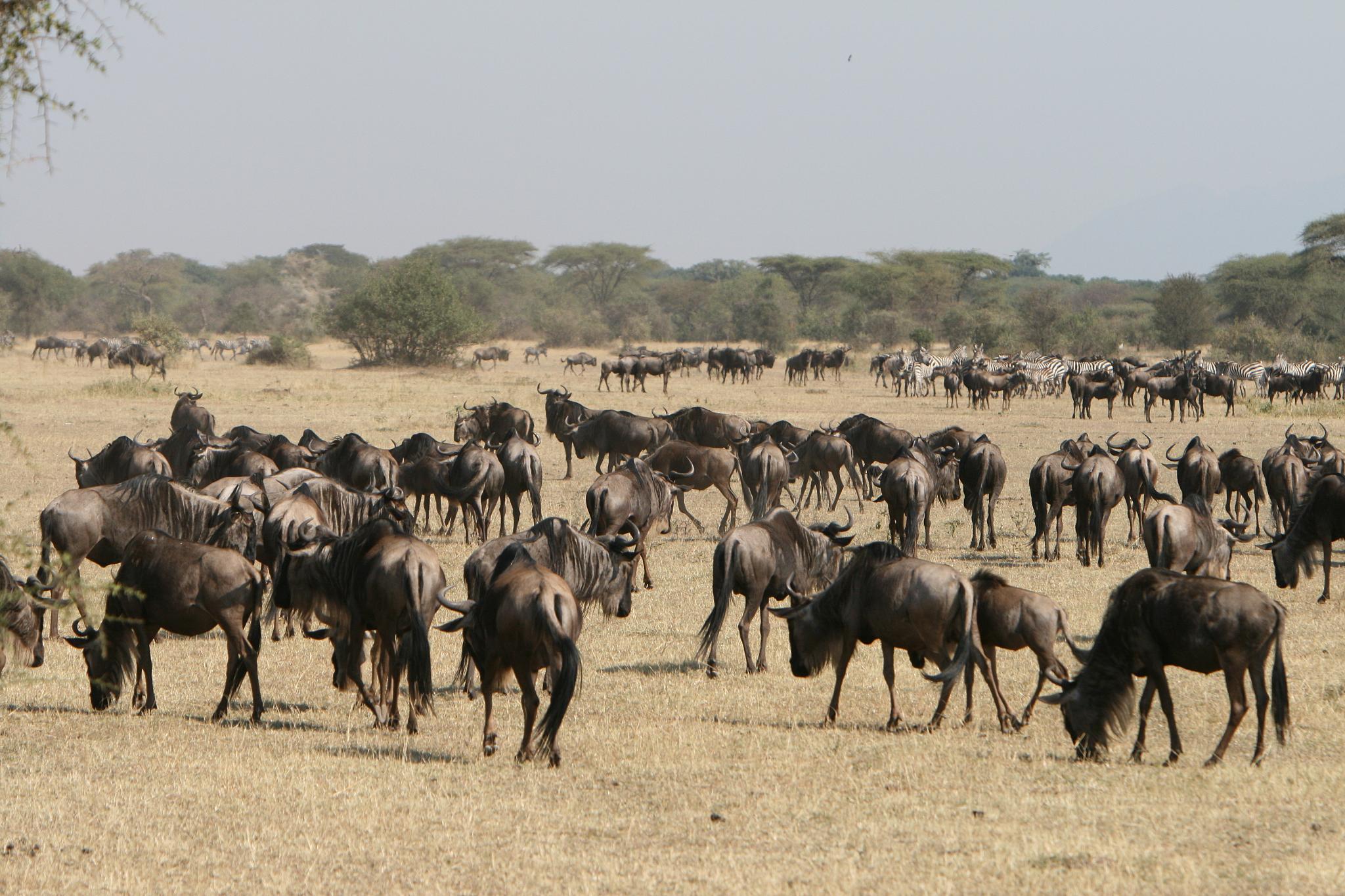 Is Masai Mara cheaper than Serengeti