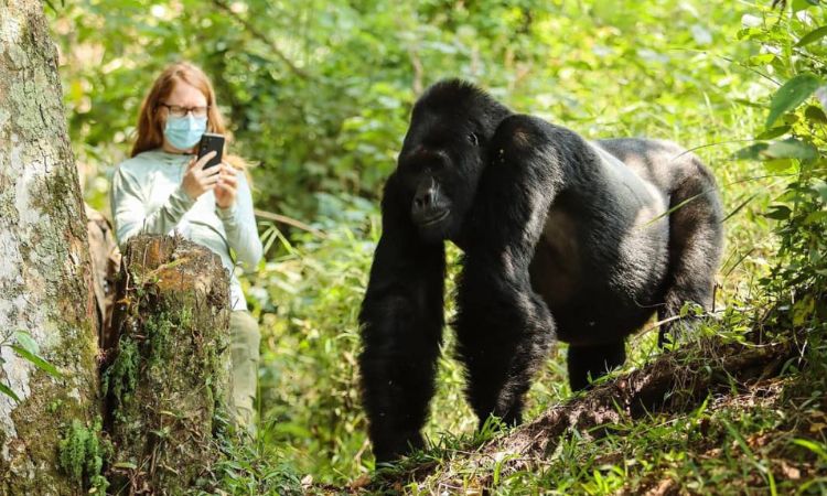 Bwindi Impenetrable Forest National Park, Uganda.