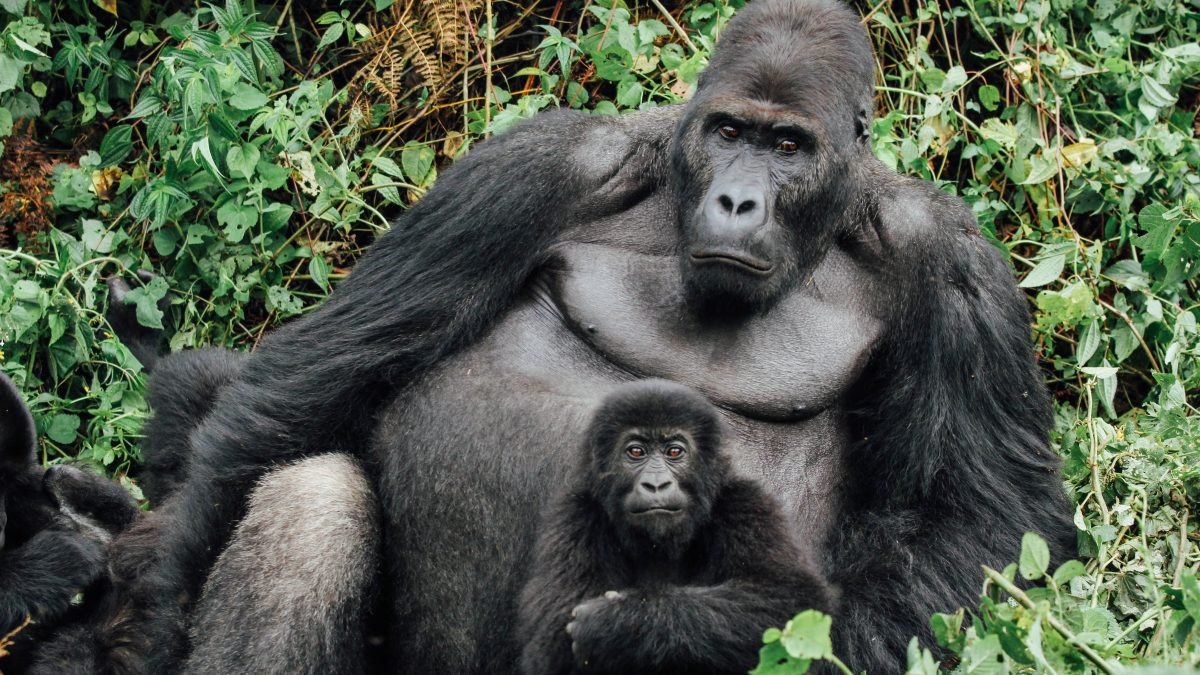 Nyakagezi gorilla family; Mgahinga gorilla national park 