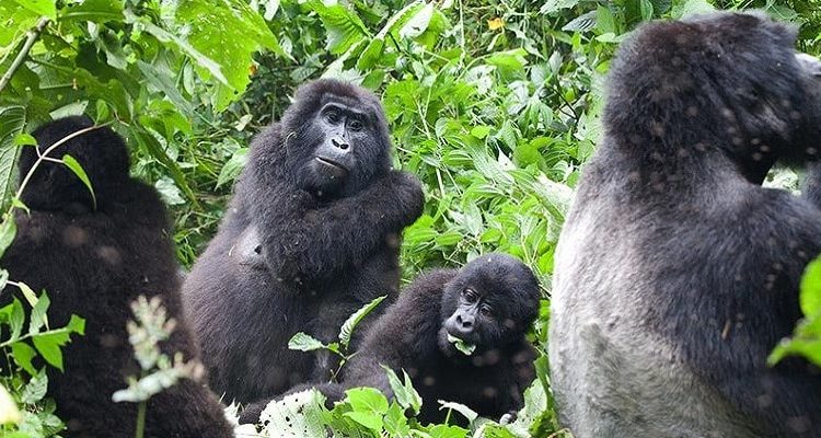 Nyakagezi gorilla trek