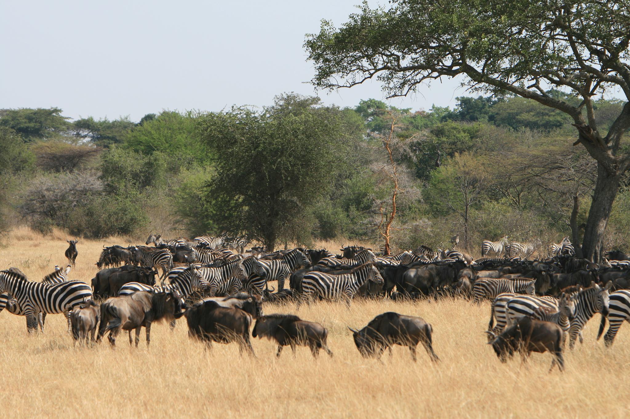 What does Serengeti mean in Swahili