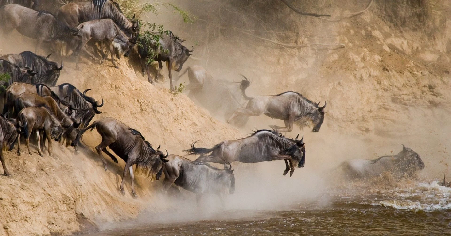 What eats wildebeests?