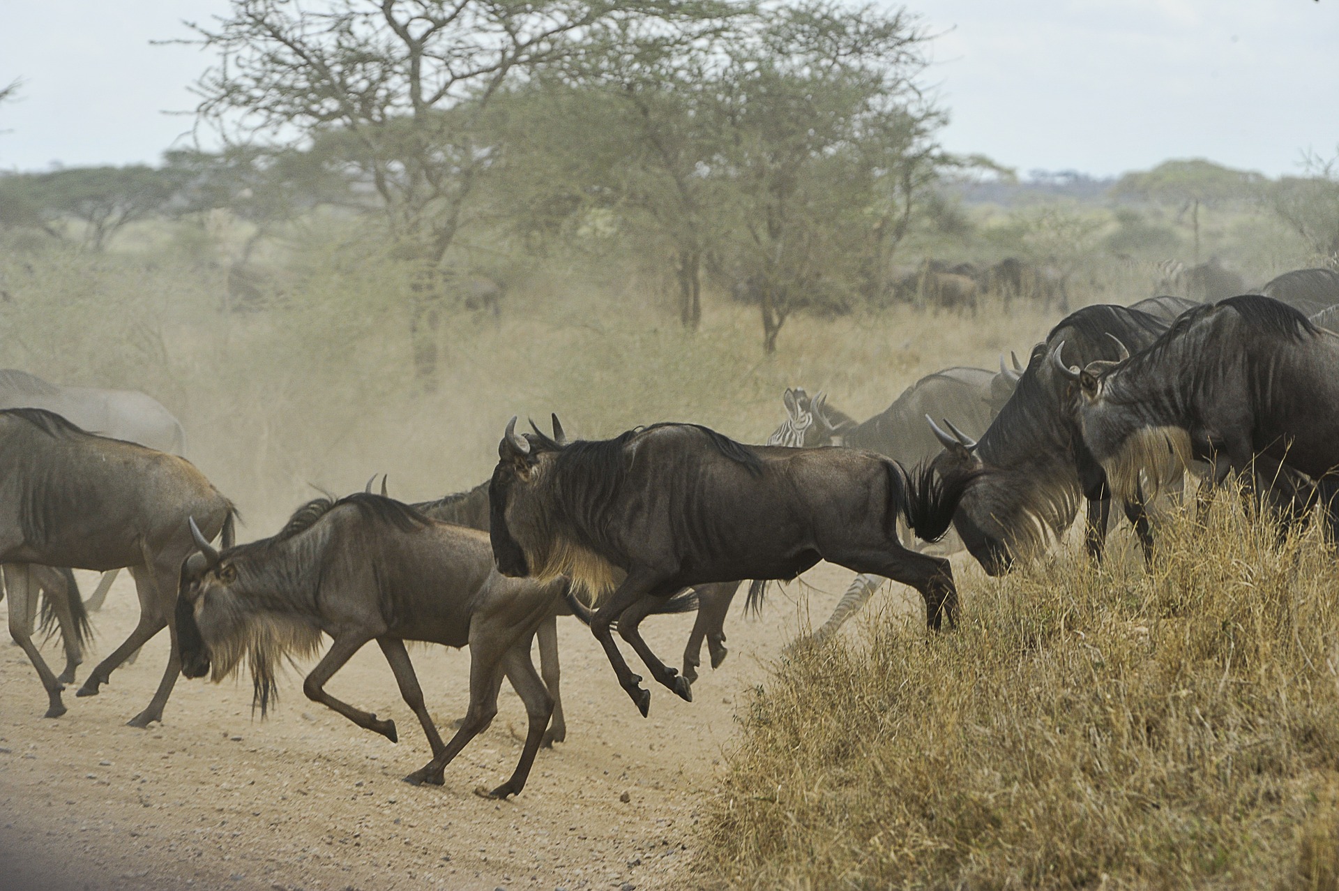 What is the danger of a wildebeest?