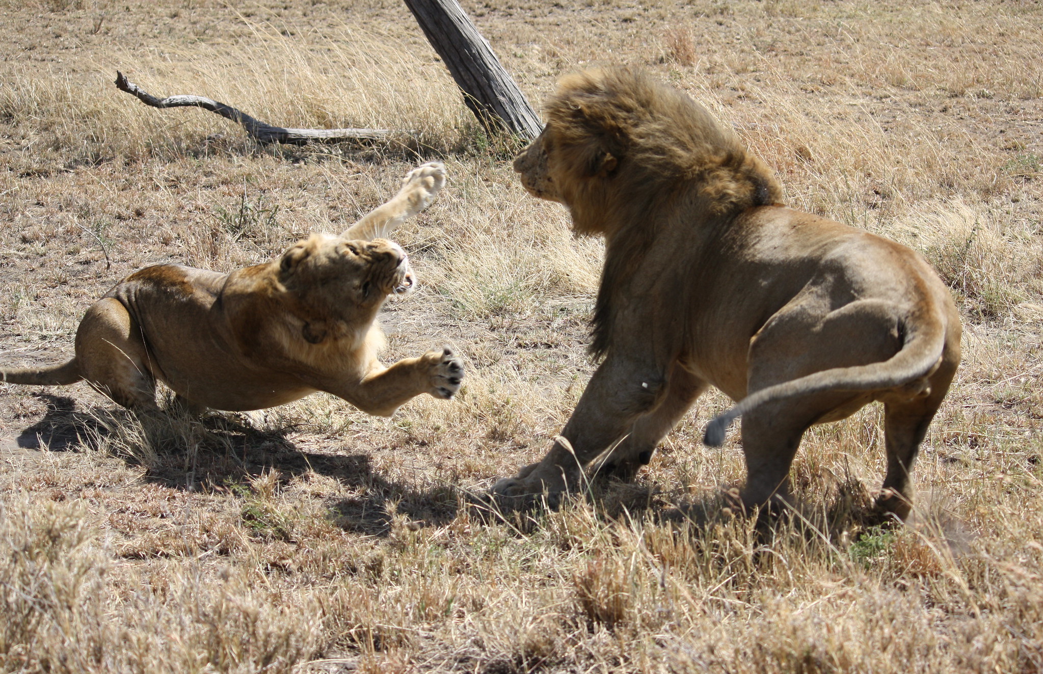 What is the difference between the Serengeti and the Sahara