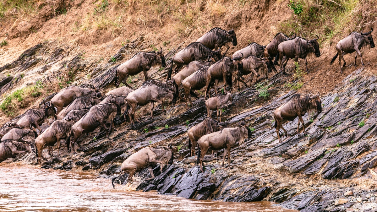 What is the main reason confronting wildebeests during migration?