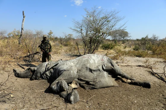 What Is The Major Problem In The Okavango Delta?