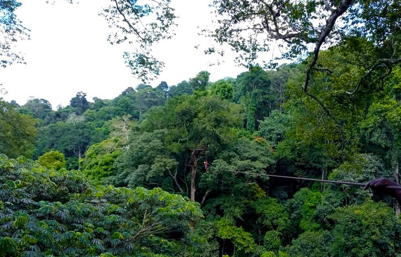 What is the name of the largest forest in central Uganda?