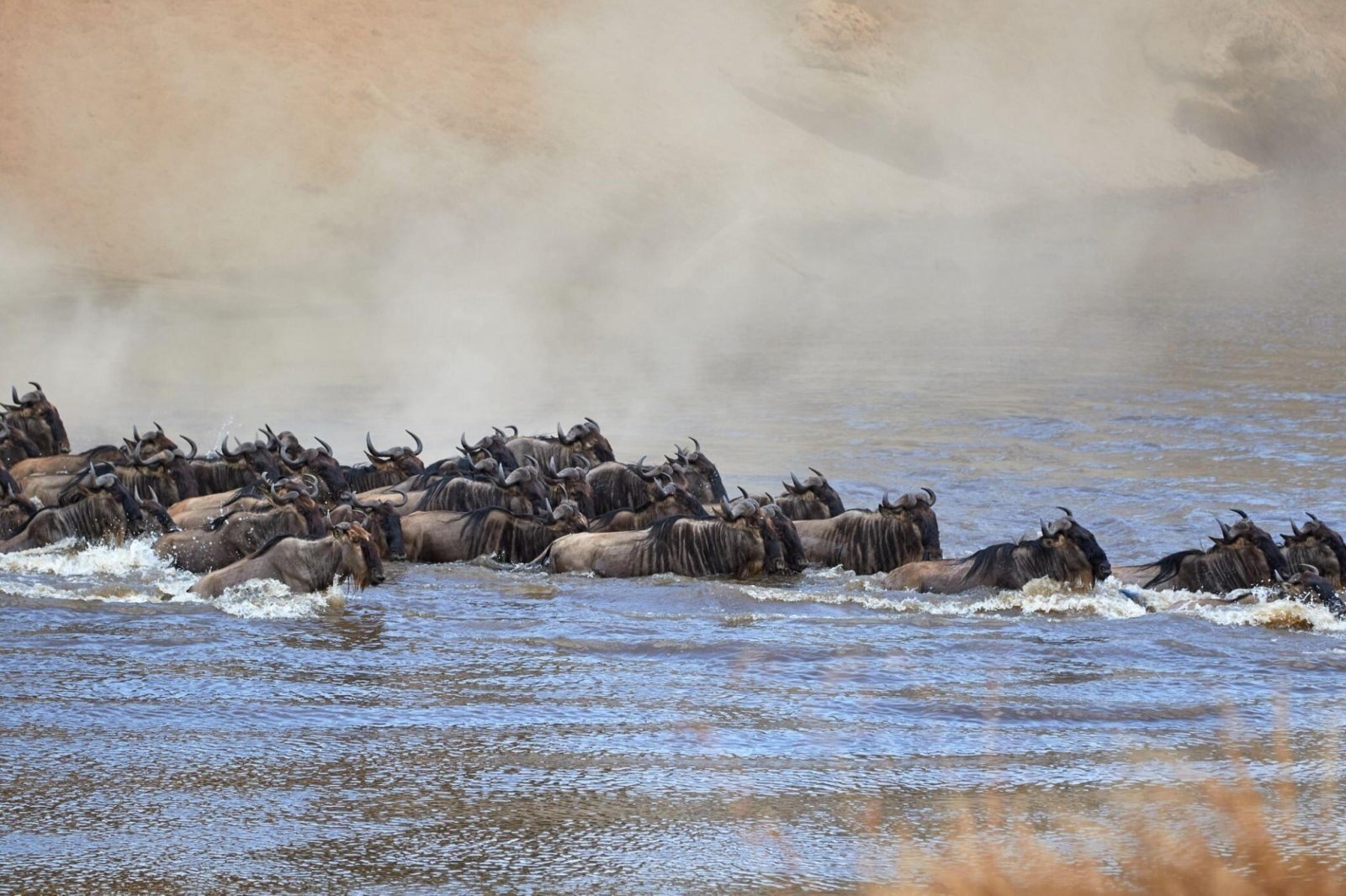 What is the world's largest animal migration?