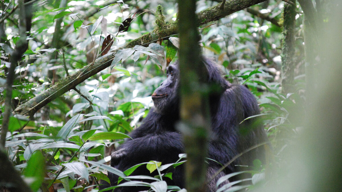 What is unique about Kibale National Park?