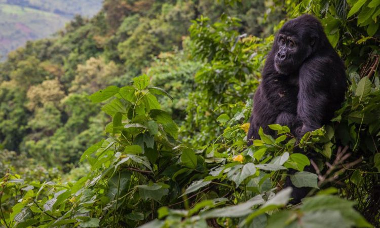 What is unique about bwindi Ipenetrable Forest? national pak 