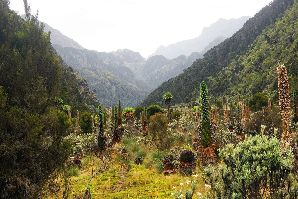 What plants are in Kibale National Park?