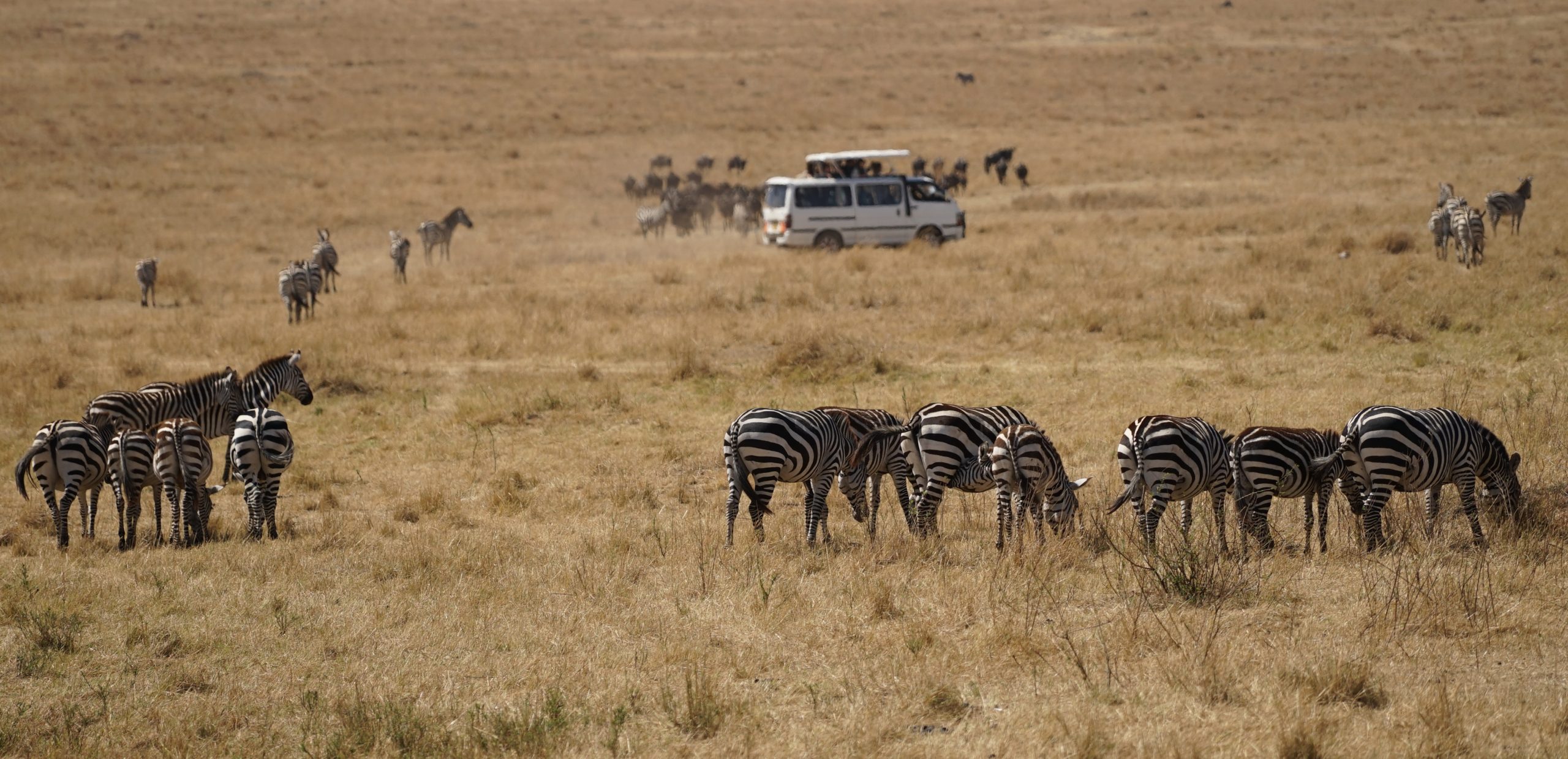 What towns are near Masai Mara?