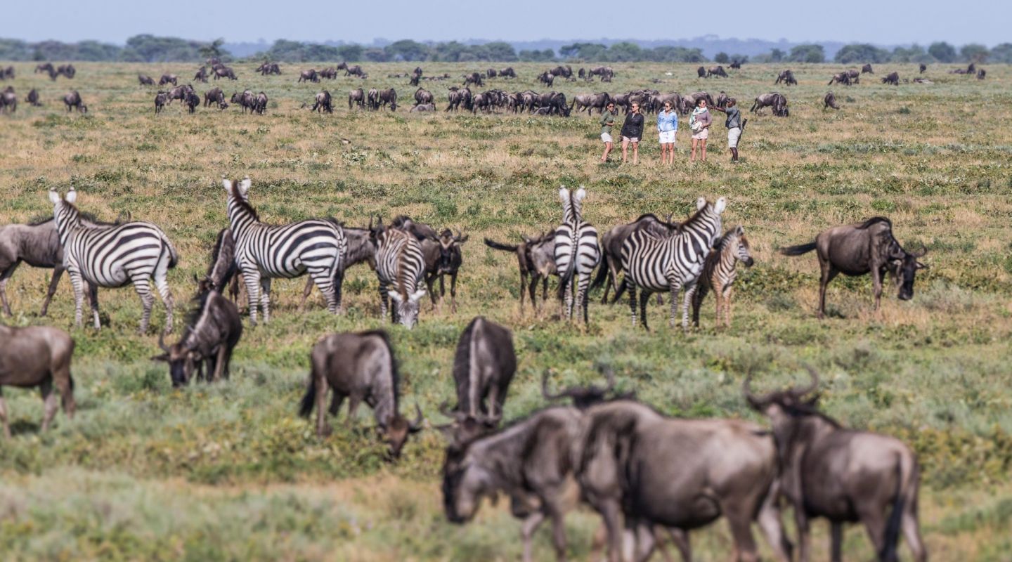 What triggers wildebeest migration?