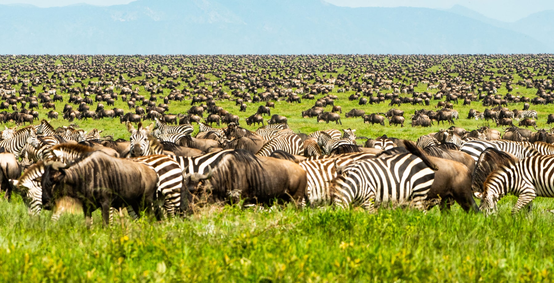 When to see the Great Migration in Tanzania?