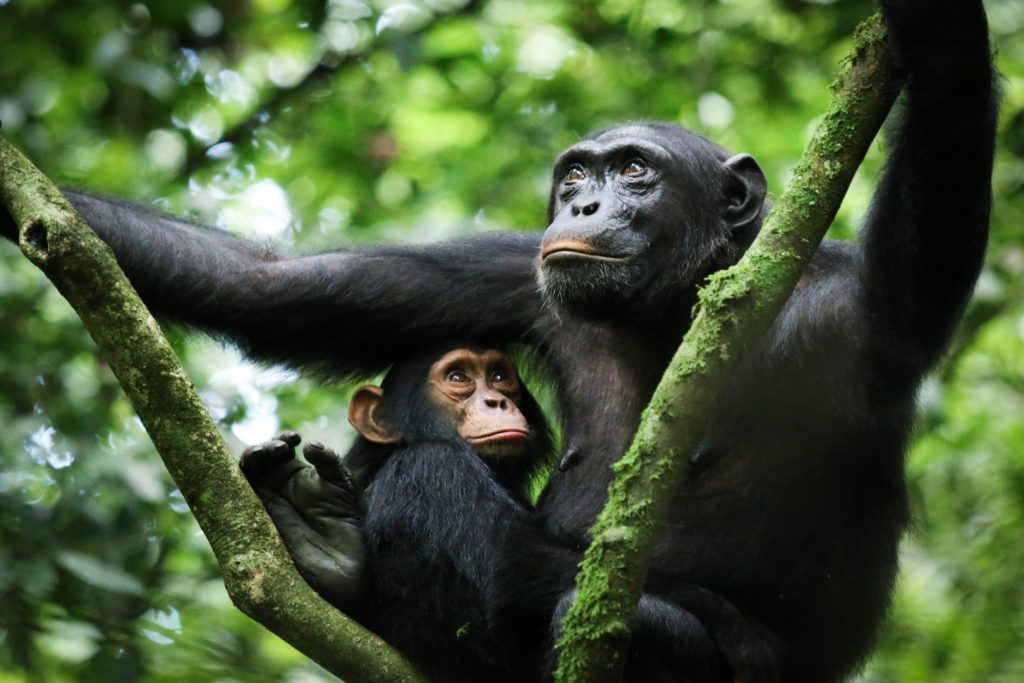 Where can a tourist go for chimpanzee trekking in Uganda?