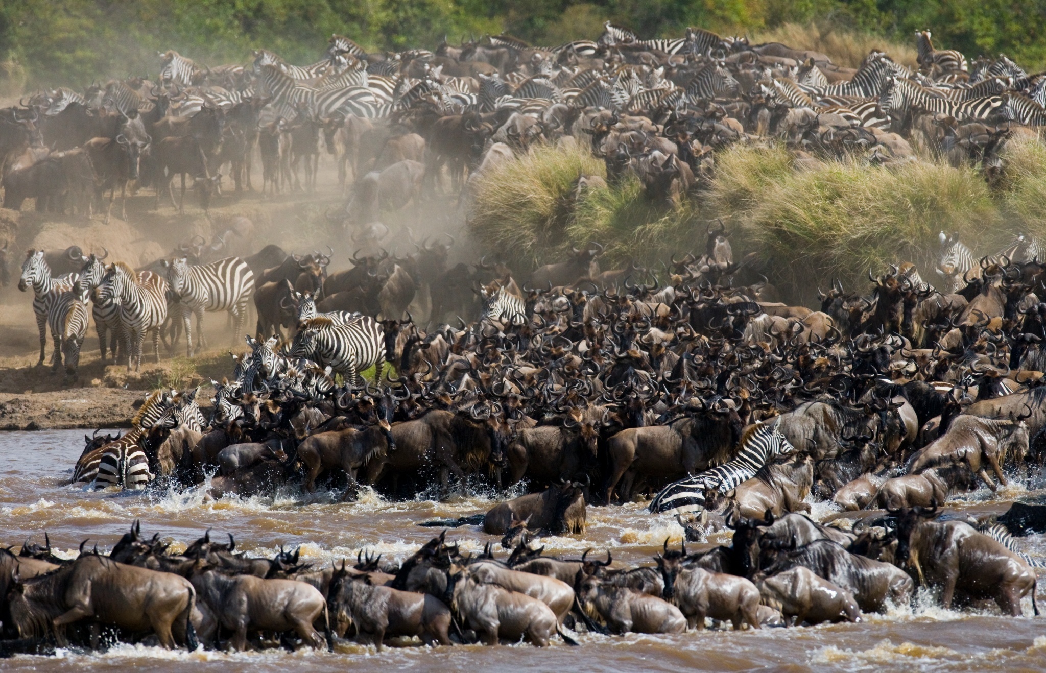 Where does the wildebeest migration start and end?