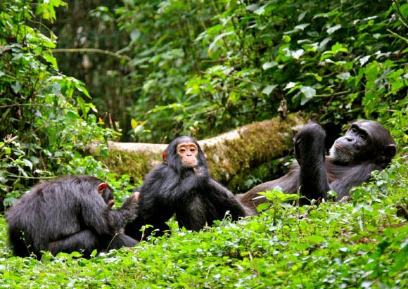 Which African country has the most chimpanzees?