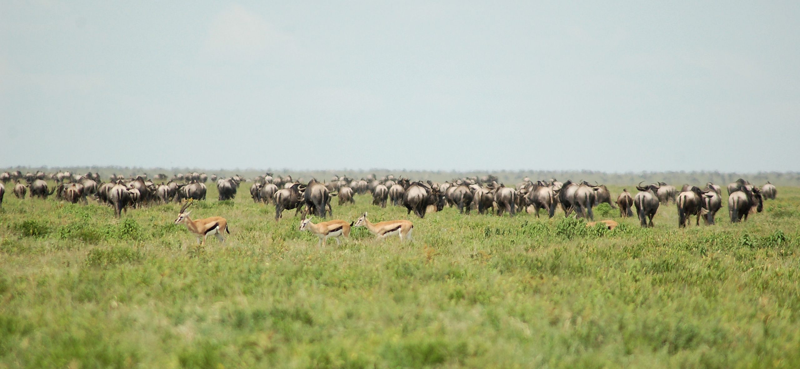 Which is better Serengeti or Ngorongoro?