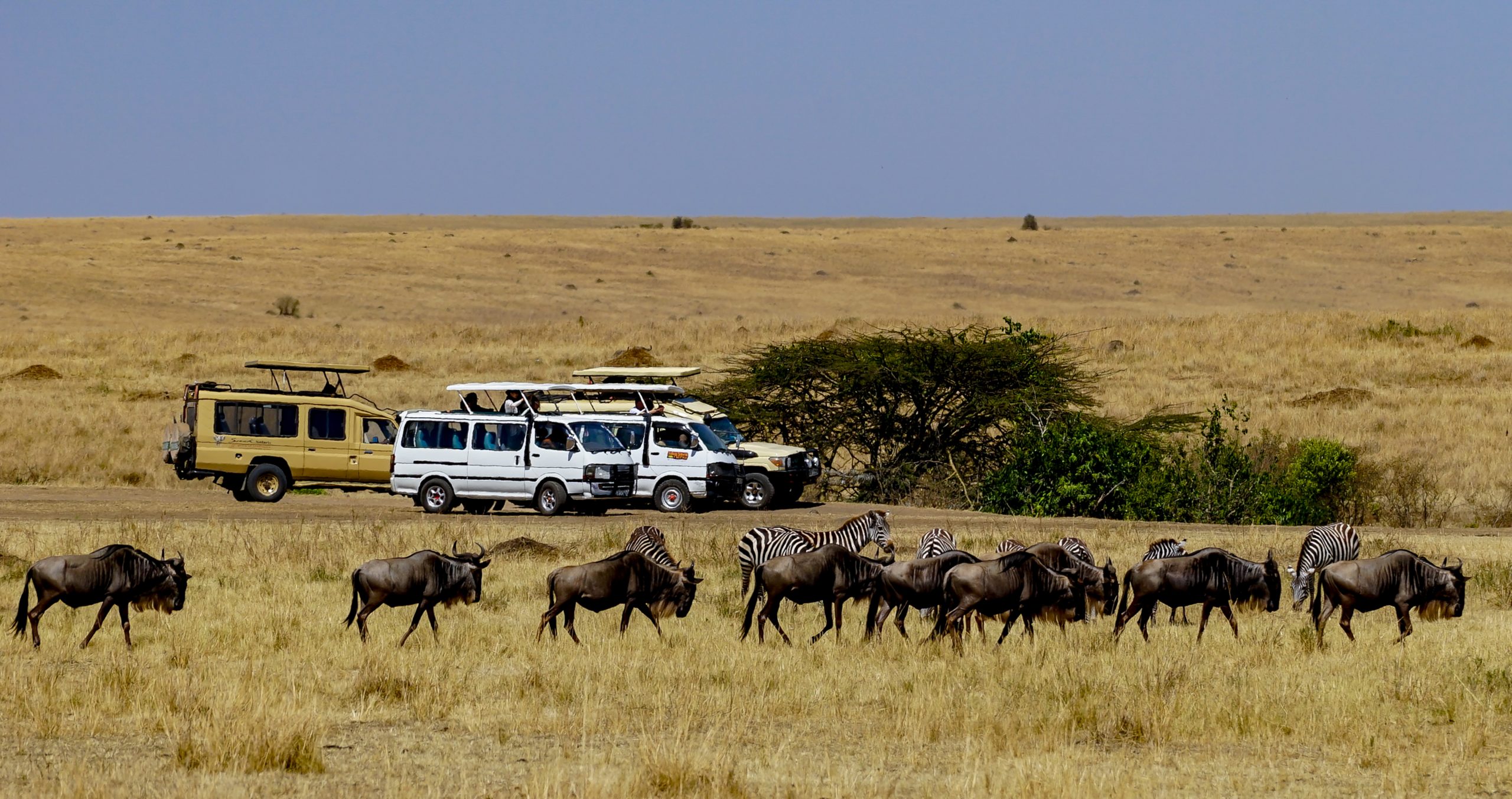 Why is Maasai Mara so famous?