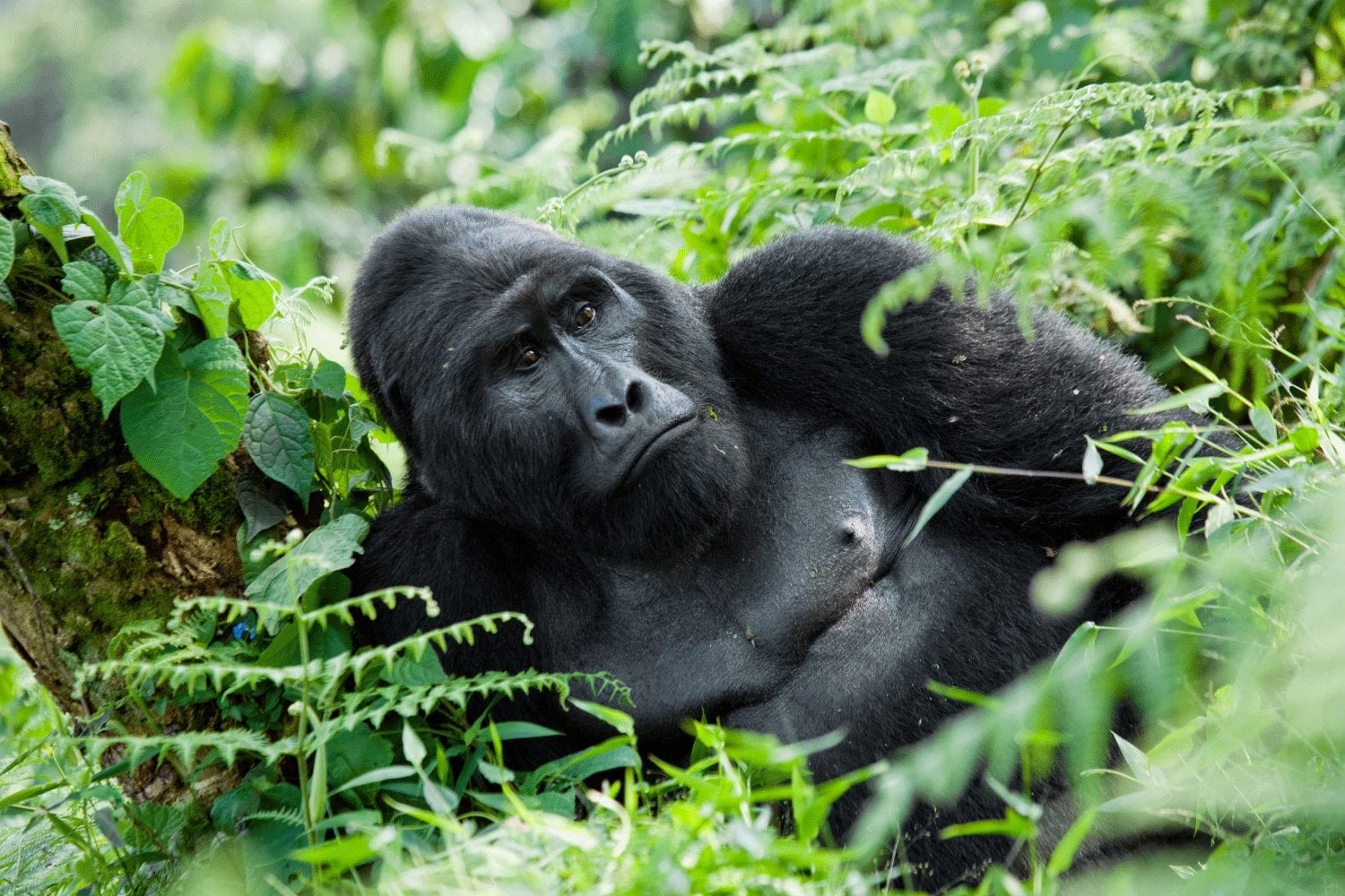 Gorilla in Mgahinga: In which district is Mgahinga Gorilla national park? 