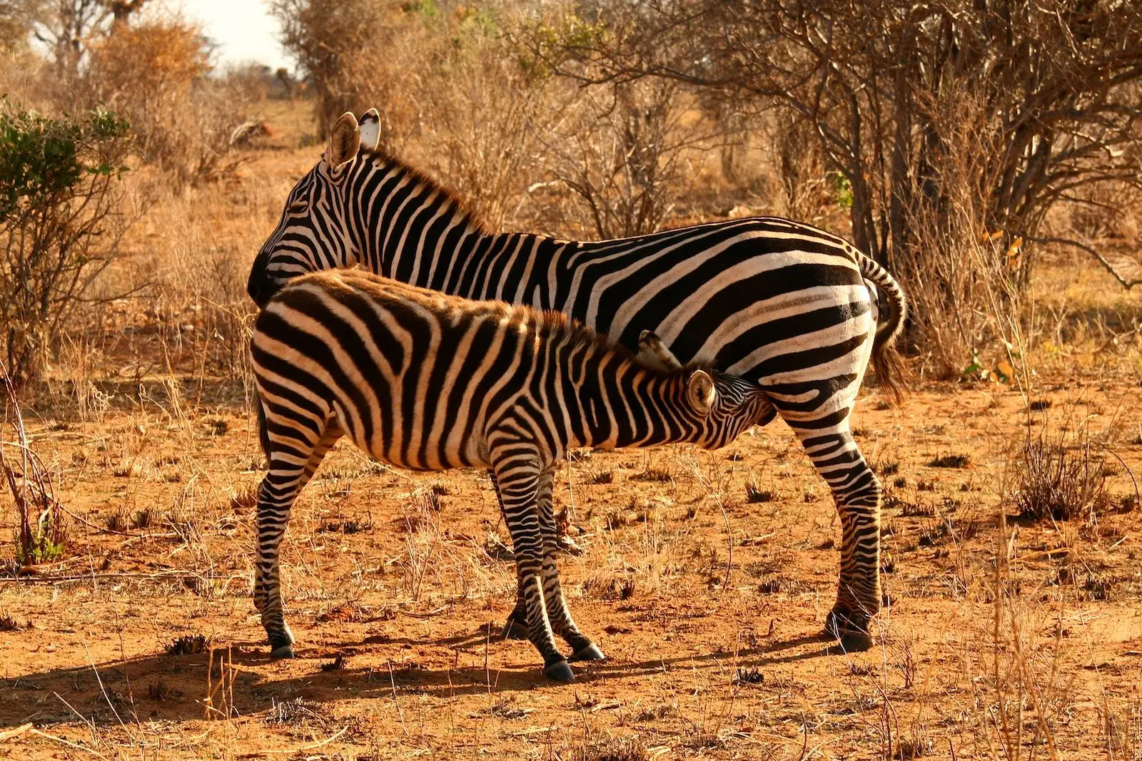 Are there zebras in Uganda?