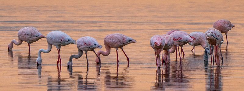 Birds in Amboseli National Park