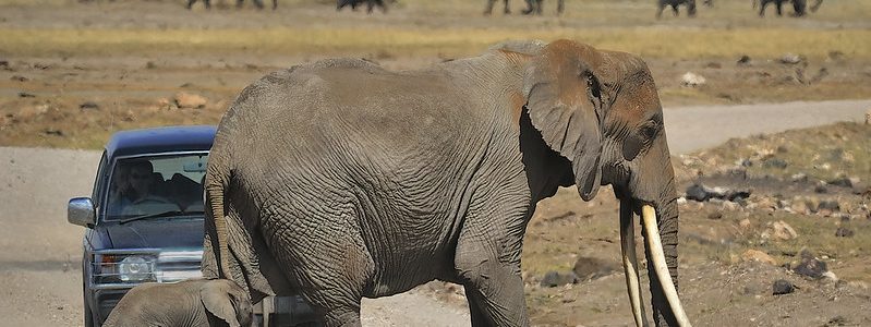 Tours and Safaris in Amboseli National Park