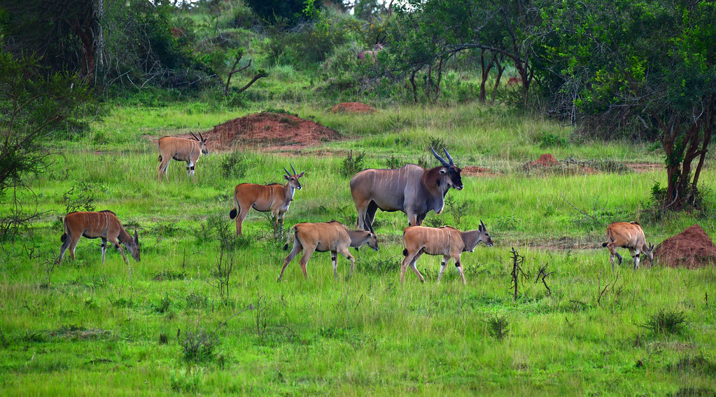 What is the first private game park in Uganda