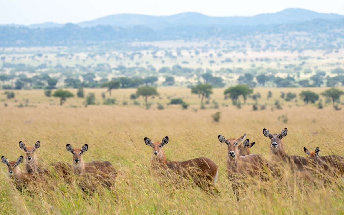 What is the history of Kidepo National Park?