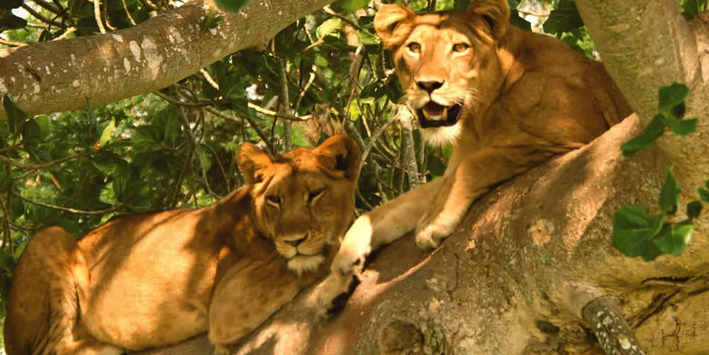 Which game park is famous for lions in Uganda?