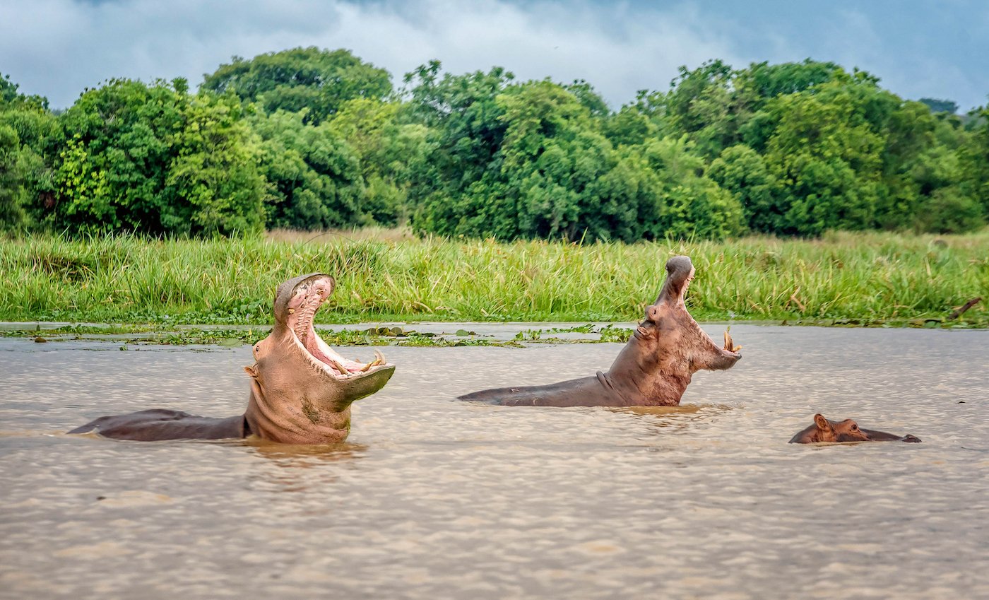 Which national park is famous for hippos in Uganda?